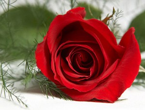 Ý nghĩa của các loại hoa hồng