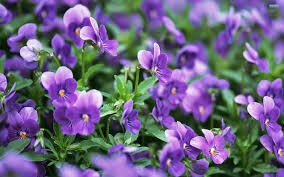violet