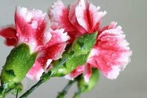 Hoa cẩm chướng