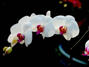 hoa lan và truyền thuyết các loài hoa