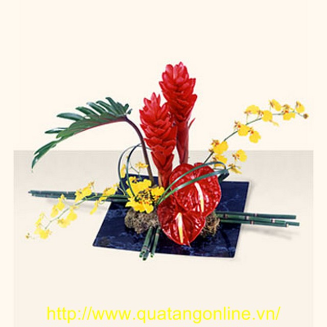 Chậu Hoa Lan - Xương Rồng