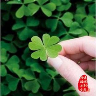 Truyền thuyết cỏ 4 lá