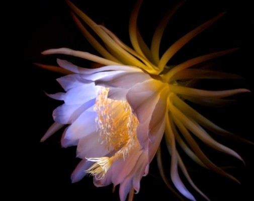 Truyền thuyết hoa quỳnh – loài hoa nở về đêm