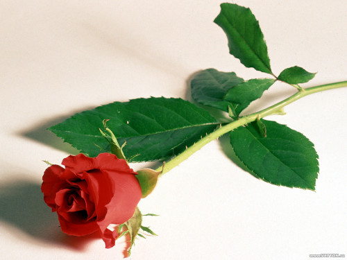 1 bông hoa hồng